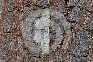 a perfectly camouflaged butterfly on the tree bark