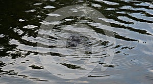 Perfectly camouflaged gator in local park in Tampa, FL