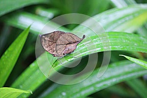 The perfectly camouflaged orange oak leaf butterfly