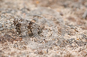 A perfectly camouflaged Grayling Butterfly Hipparchia semele perching on the ground. photo