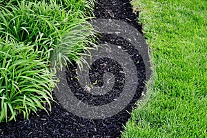 Perfectly cut edge of lawn next to fresh mulch and compost mixture filled in new spring flowerbed with hemerocallis perennial