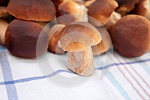 Fresh and raw boletus edulis on kitchen towel, gourmet fungi porcino