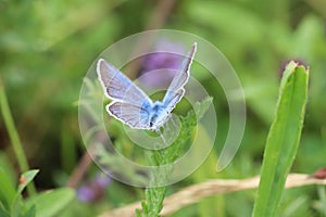 Perfectly, magically small blue butterfly in amazing green garden with beautifull nature.