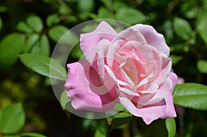 Perfectly Pink Rose Blossom in Full Bloom