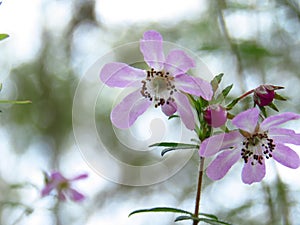 Perfectly positioned pink petals