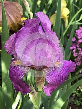 Perfectly Purple Tall Bearded Iris Blossom With Gold Orange Beards