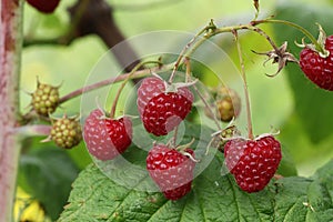 Perfectly raspberries in forest on plant. Forest delicacy for everyday exertion. Natural berries for snack. Rubus idaeus on stem.
