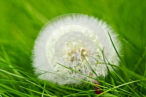 a perfectly round shape of dandelion in the meddle of grass at sunny day