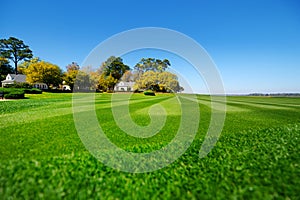 Perfectly striped freshly mowed garden lawn