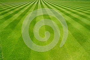 Perfectly striped freshly mowed garden lawn photo