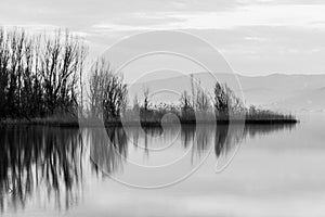 Perfectly symmetric trees reflections on a lake