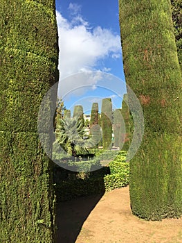 Perfectly trimmed conifer hedge in Cordoba