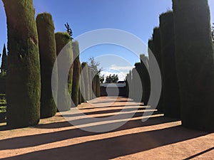 Perfectly trimmed conifer hedge in Cordoba