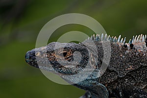 Profile of an iguana sunbathing with a green tropical forest background photo