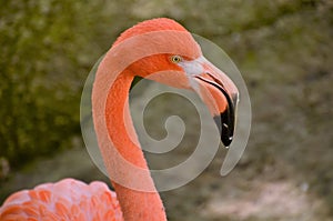Perfil portrait of Flamingo photo
