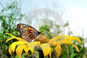 Perfil Monarch Butterfly on top of a yellow flower photo