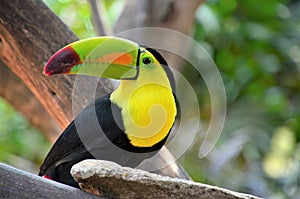 Perfil portrait of tucan