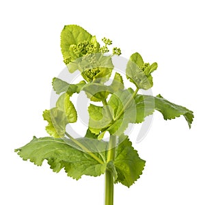 Perfoliate Alexanders plant on white background