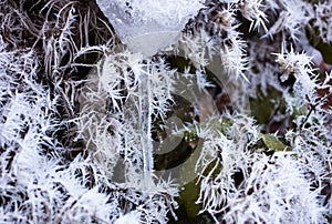 Perfoliate Honeysuckle in frost. winter. Trees in hoarfrost