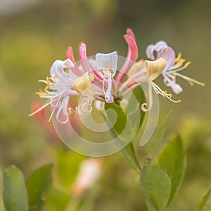 Perfoliate honeysuckle natural habitat photo