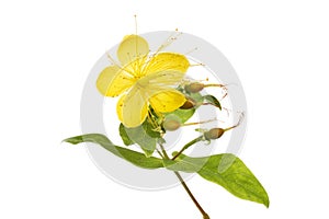 Perforate Saint John`s wort