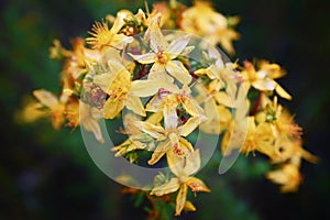 Perforate St John`s-wort