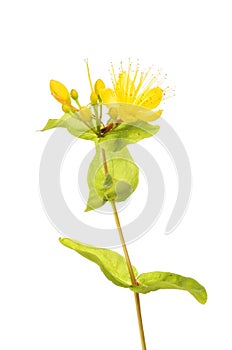 Perforate St John`s wort