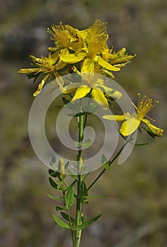 Perforate St John`s-wort