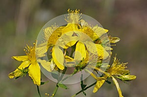 Perforate St John's-wort