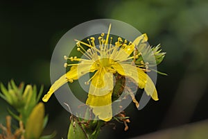 Perforate St John's-wort