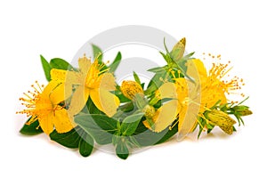 Perforate St John`s-wort flowers