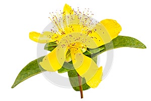 Perforate St John's-Wort Flowers Isolated on White Background. yellow flowers