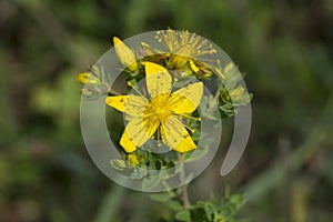 Perforate St John`s-wort, herbal plant photo