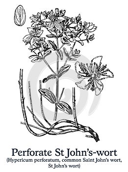 Perforate St John's-wort. Vector hand drawn plant. Medicinal plant sketch.