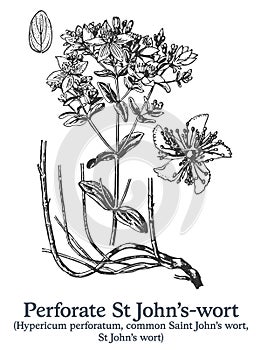 Perforate St John's-wort. Vector hand drawn plant. Medicinal plant sketch. photo