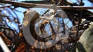 Perforated dry leaves