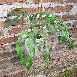 perforated widow laef plant