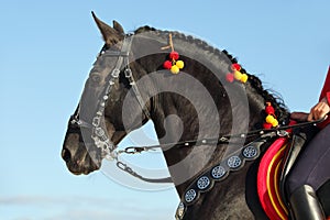 Performance black andalusian horse portrait