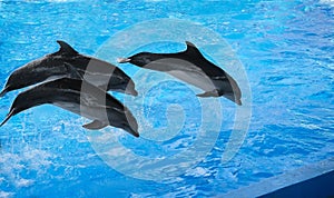 The performance of the dolphins in dolphinariums.