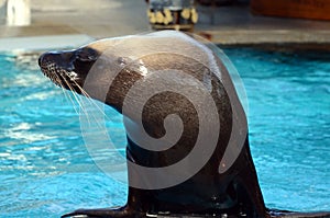 Performing sea lion