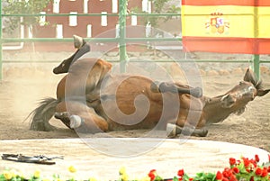 Performing Spanish horse