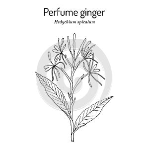 Perfume ginger hedychium spicatum , medicinal plant