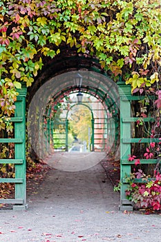 Pergola with colorful climbing plants