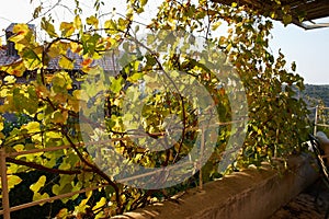 Pergola covered by hanging grapevines grapes