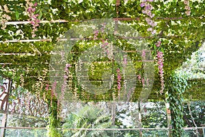 Pergola covered by hanging grapevines