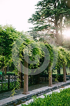 Pergola in the garden, densely entwined with green branches