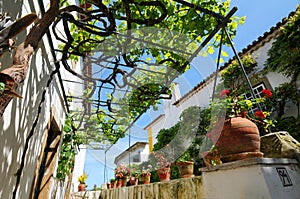 Pergola and grapevine