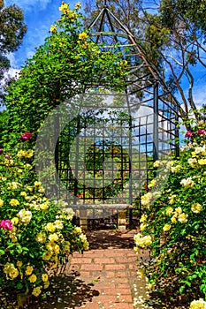 Pergola and stone bench in the  rose garden