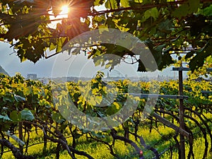 Pergola style wine cultivation near Bolzano, South Tyrol