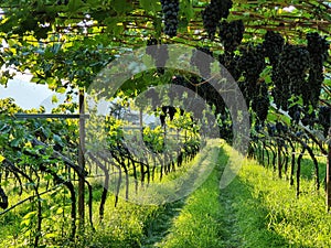 Pergola style wine cultivation in South Tyrol